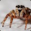 Salticid