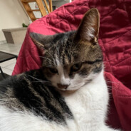 ✿ ✿  foupfoup ✿ ✿