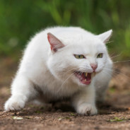 Наглый белый кот