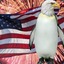 Patriotic_Penguin