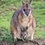 Fat Wallaby