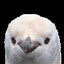 Birb