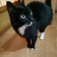 NekoTaurus