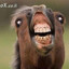 1horse11