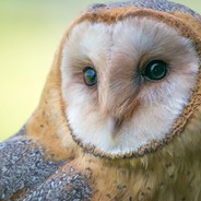 GryphOwl