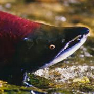 Saumon océanique colossal