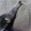 A Real Living Anteater