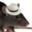 Rat in a Hat