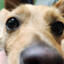 dogduzgames