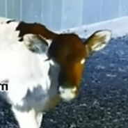 Straight Little Cow