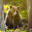 HornyJungleBear