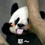 HolyDaddy_SYF