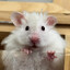 [SHIT]HamsterBu