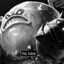 ♘Tardigradeus