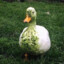 GrassDuck