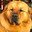 I EMP Hasanabi's Dog