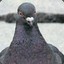 PigeonColonel