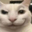 giga EL GATO