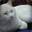 MOR 愛
