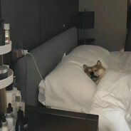 伯乐见了都说好马