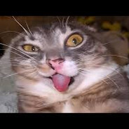 goofy ahh cat :) (YiLoong)'s Avatar