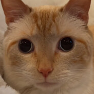 PapaKebab