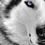 APRX | direwolf