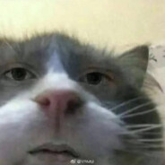 河南养鸡大米饭