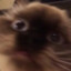 Toki