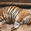 A Chubby Tiger