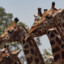 A bunch of giraffes