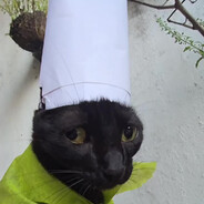 QSD/кото гном