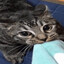 Gatita miau miau