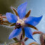 Borage