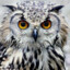 OwLٌُ