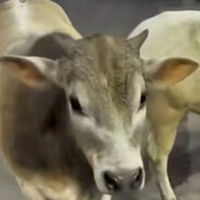 传奇中单大傻牛