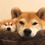 霹雳狗屎