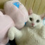 蔬柴OUO
