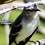 iz DaT a MoCkiNg biiRD