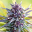Granddaddy Purple