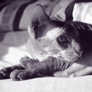 抖音鱼篓空空侠