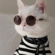 Monsieur Cat