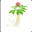 Wild_Ginseng