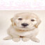 I LOVE PETPLAY