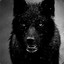 black wolf