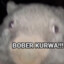 BOBER KURWA ლ(ಠ益ಠლ)