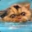 Divingcat9