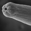 Nematoade