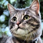 About 37 cats's Avatar