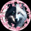 KappaTheWolf